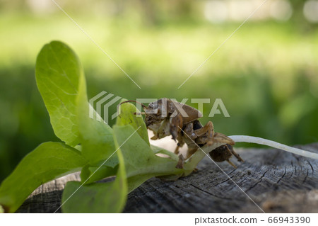 Mole cricket (Gryllotalpa gryllotalpa) 66943390