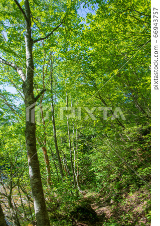 新潟縣湯澤町三國附近的新鮮綠色森林景觀 66943757