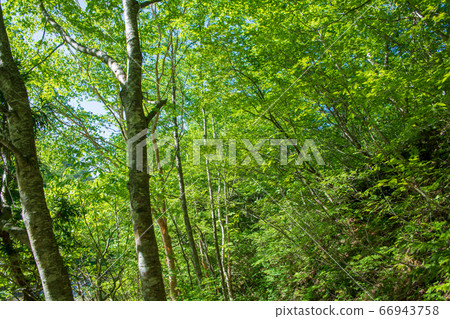 新潟縣湯澤町三國附近的新鮮綠色森林景觀 新潟縣湯澤町三國附近的新鮮綠色森林景觀 66943758