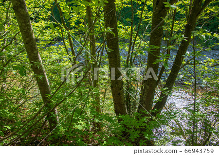 Landscape of fresh green woods, near Mikuni, Yuzawa Town, Niigata Prefecture Landscape of fresh green woods, near Mikuni, Yuzawa Town, Niigata Prefecture 66943759