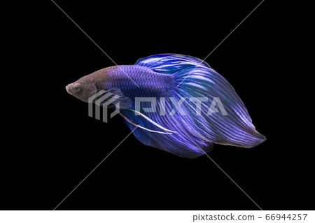 Betta Blue Veiltail VT Male or Plakat Fighting Fish Splendens on Black Background. Betta Blue Veiltail VT Male or Plakat Fighting Fish Splendens on Black Background. 66944257