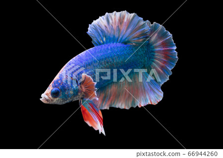 Betta Fancy HMPK Halfmoon plakat Male or Plakat Fighting Fish Splendens on Black Background. Betta Fancy HMPK Halfmoon plakat Male or Plakat Fighting Fish Splendens on Black Background. 66944260