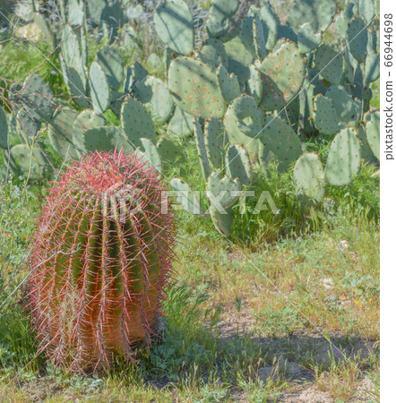 Barrel Cactus in Superior, Pinal County, Sonoran Desert, Arizona USA. 66944698