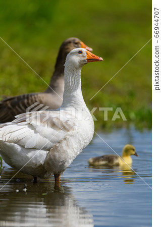 Geeses with gosling on the shore river in the 66944707