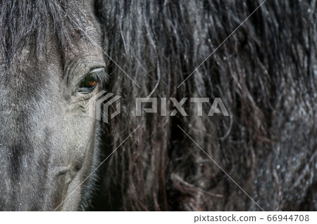 Eye of a black horse, lit by the sun. Focus on the 66944708