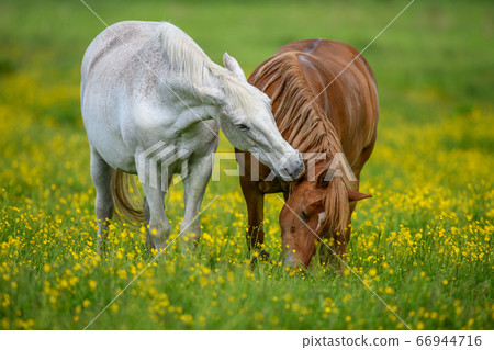 White and brown horse on field of yellow flowers White and brown horse on field of yellow flowers 66944716