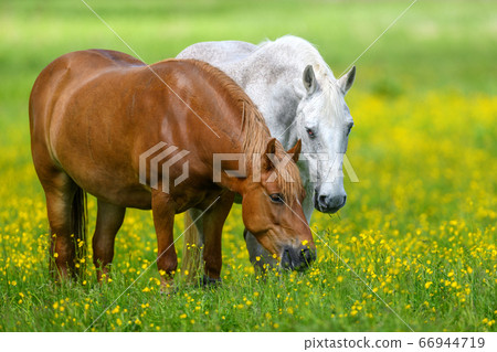 White and brown horse on field of yellow flowers 66944719