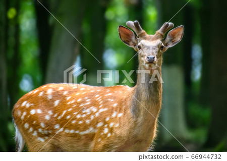 Cute spotted fallow deer in forest 66944732