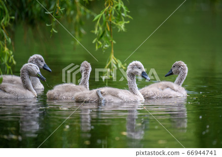 Five ygnets on summer day in calm water. Bird in 66944741