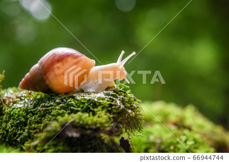 Giant snail (Achatina fulica) crawling on green Giant snail (Achatina fulica) crawling on green 66944744
