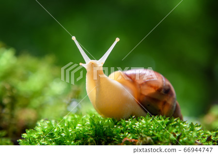 Giant snail (Achatina fulica) crawling on green Giant snail (Achatina fulica) crawling on green 66944747