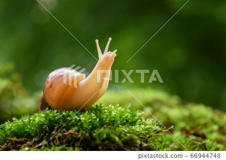 Giant snail (Achatina fulica) crawling on green Giant snail (Achatina fulica) crawling on green 66944748