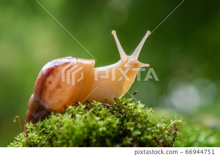 Giant snail (Achatina fulica) crawling on green 66944751