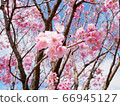 Yaezakura和藍天 66945127