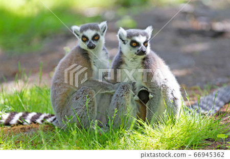 Ring-tailed lemur with a baby 66945362