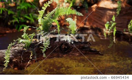 tropical golden pond with rocks and green plants tropical golden pond with rocks and green plants 66945434