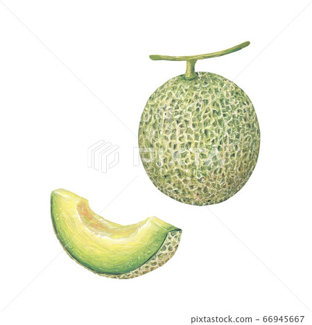 melon melon 66945667