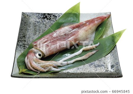 Sword squid _02 (with pass) Sword squid _02 (with pass) 66945845