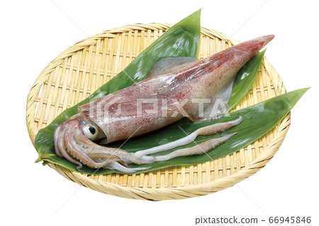 Sword point squid _01 (with pass) 66945846