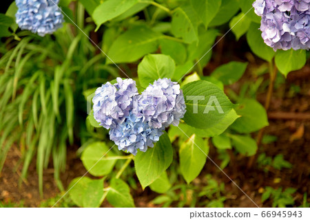 Heart mark hydrangea 66945943
