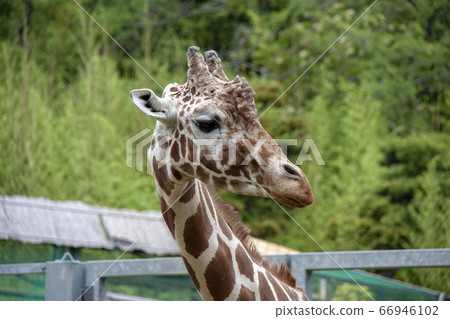 Giraffe's up-face with spring fresh green 66946102