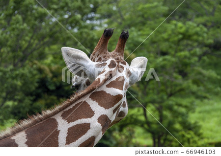 Rear view of giraffe against the fresh green of spring [head] 66946103