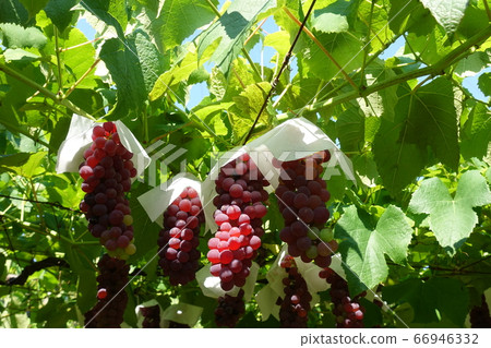 葡萄特拉華州 66946332