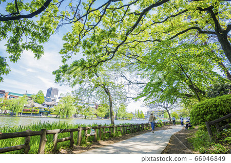 Shakujii公園 66946849