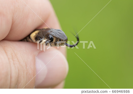 Closeup of grass snake, Natrix natrix Closeup of grass snake, Natrix natrix 66946986