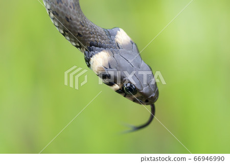 Closeup of grass snake, Natrix natrix 66946990