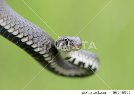Closeup of grass snake, Natrix natrix 66946991