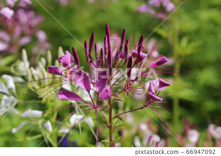 Aoyama Takahara herb garden 66947092