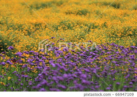 Aoyama Takahara herb garden 66947109