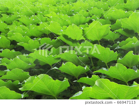 Green Leaves Green Leaves 66947113