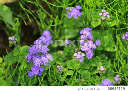 青山高原藥草園 青山高原藥草園 66947119
