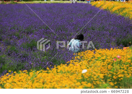 青山高原藥草園 青山高原藥草園 66947228