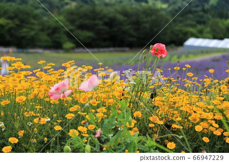 Aoyama Takahara herb garden Aoyama Takahara herb garden 66947229