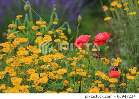 青山高原藥草園 青山高原藥草園 66947234