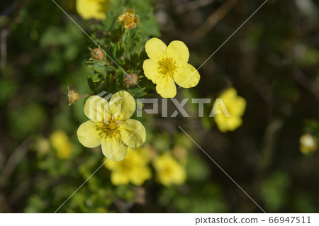 Shrubby Cinquefoil 66947511