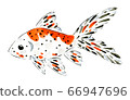 Goldfish 6 66947696