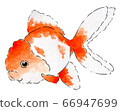 Goldfish 5 66947699
