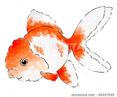 Goldfish 5 66947699