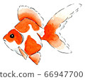 Goldfish 4 66947700