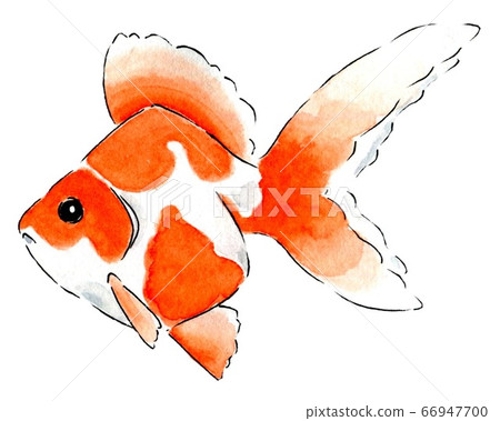 Goldfish 4 Goldfish 4 66947700