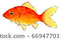 Goldfish 3 66947701