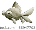Goldfish 2 66947702