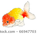 Goldfish 1 66947703