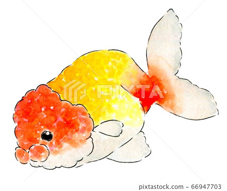Goldfish 1 66947703
