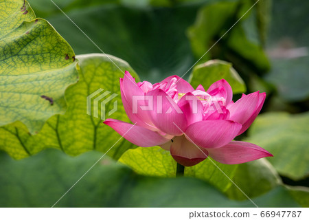 Pink lotus water lily flower and green leaves 66947787