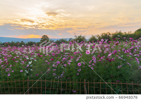 Beautiful flower background of cosmos sulphureus. Beautiful flower background of cosmos sulphureus. 66948076